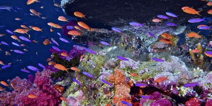 Introduction to biodiversity